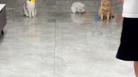 Cat playing football 🤣🤣