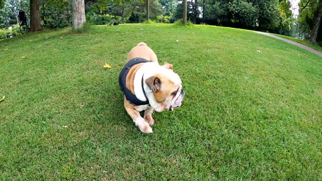 cute dog playing in the garden