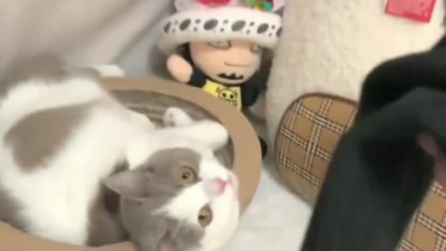 1-做一只无忧无虑小猫咪真的好难!