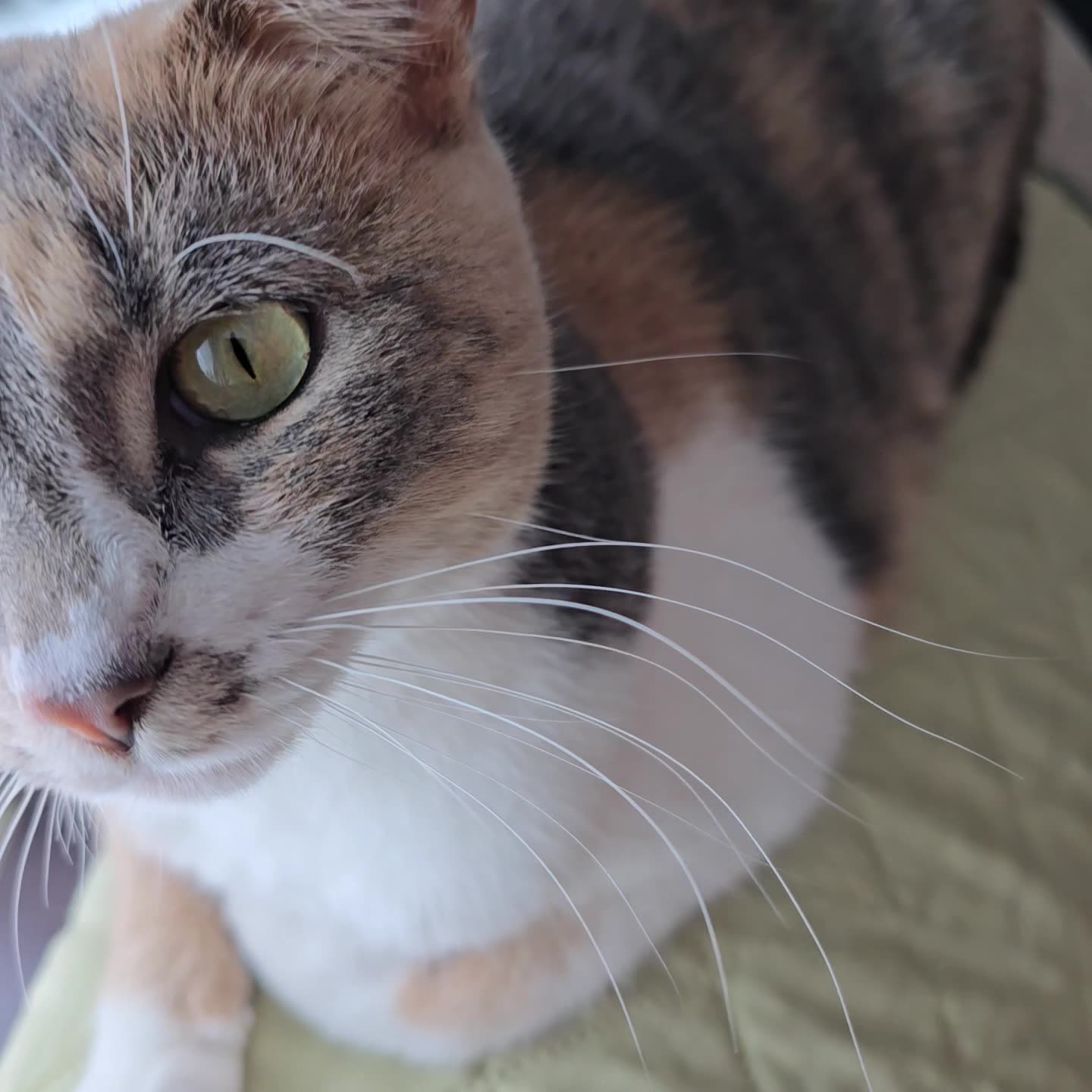 Kitty Rumble Miss Kitty.