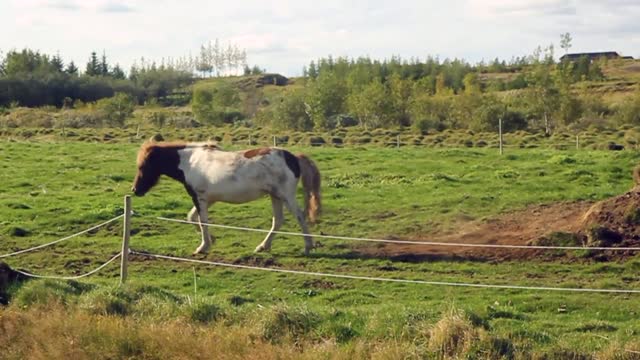 Horse on a farm