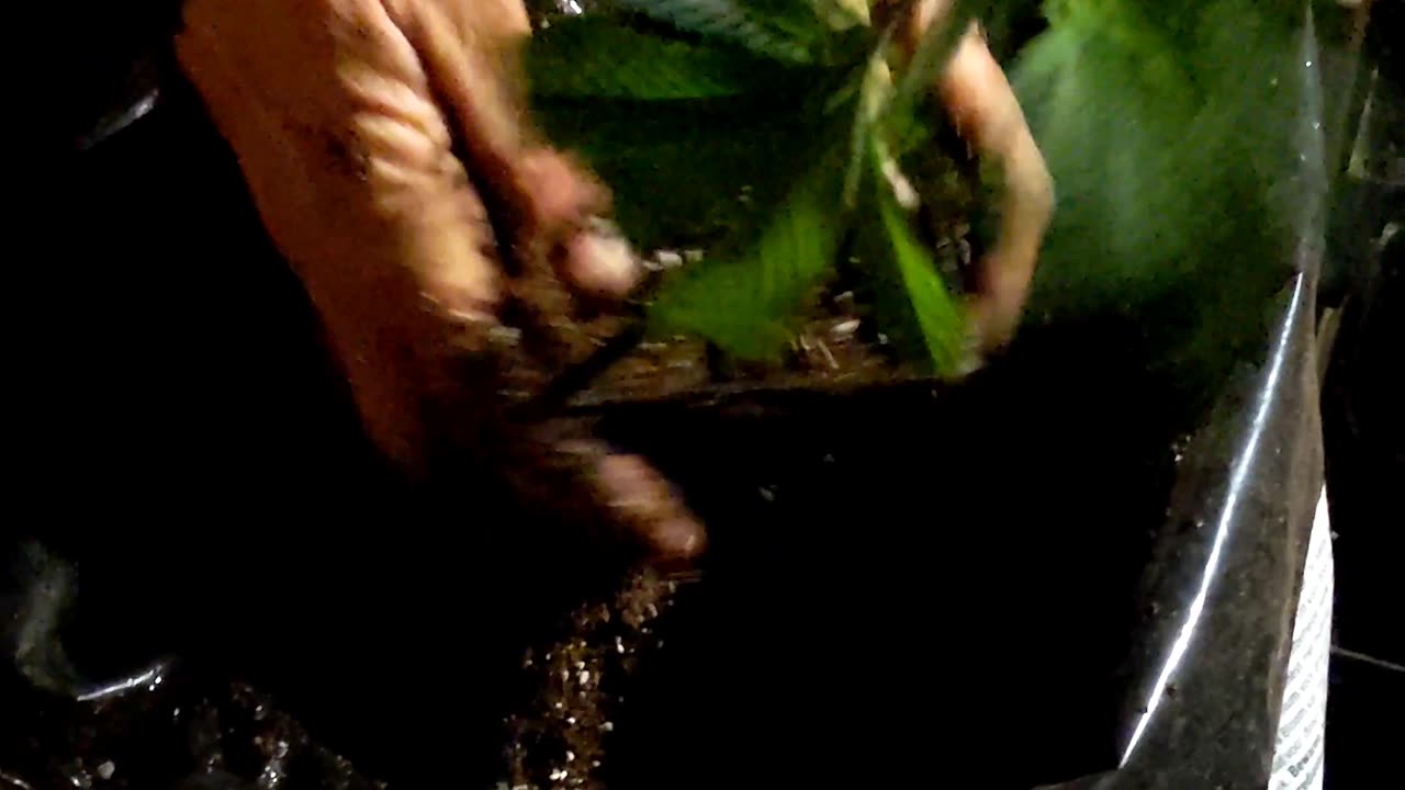 Clone Transplant Short