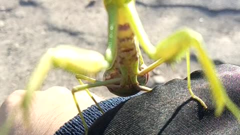 there is a praying mantis in autumn