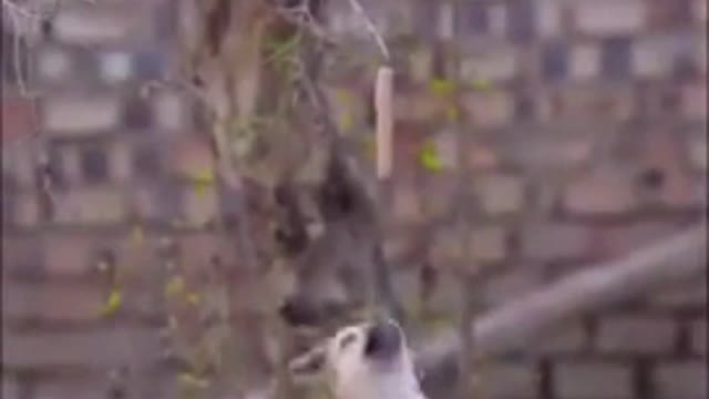 Cute puppies jumping in curiosity