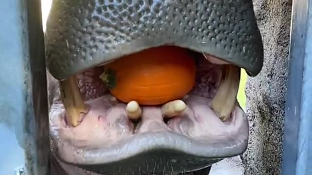 Nothing says ‘Fall’ like hippos crushing pumpkins! 🎃🎃🎃