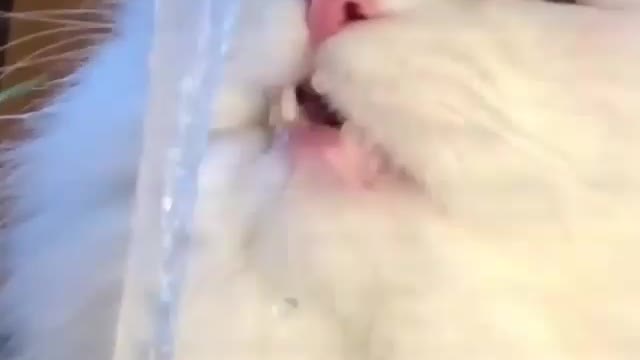 white cat drinking water