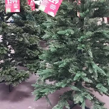 Christmas Trees in Walmart