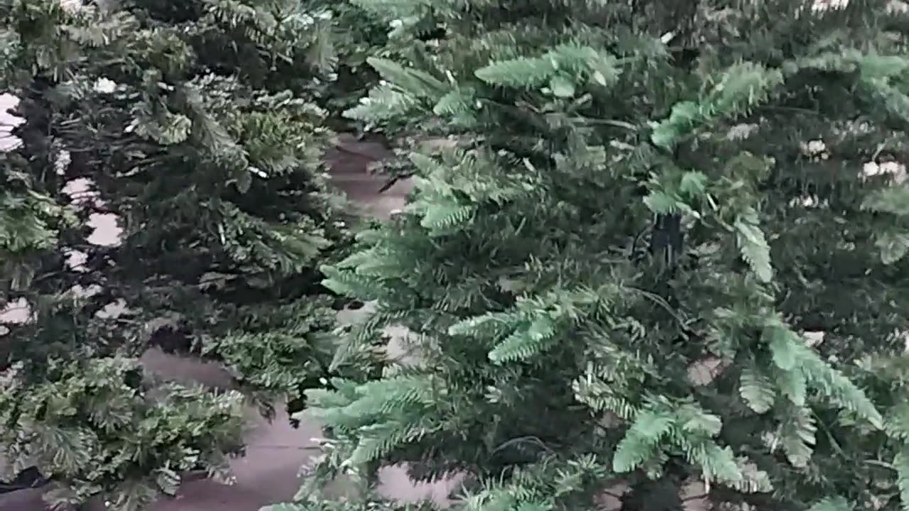 Christmas Trees in Walmart