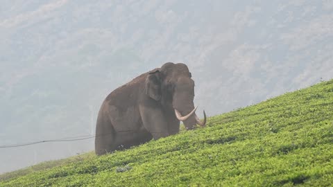 Padayappa Munnar king