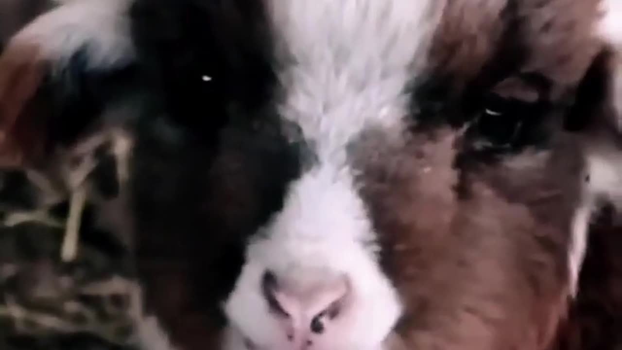 Goat Babies Funny Sounds #goat #shorts #funny