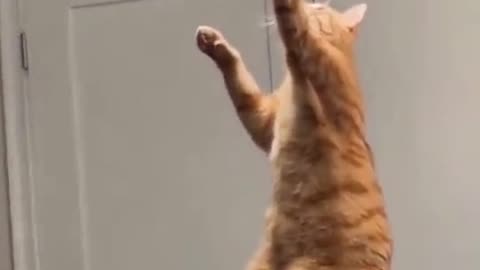 Kitty first time sees lightbulb