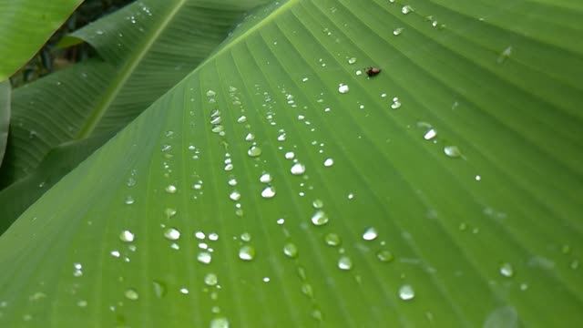 Banana leaf