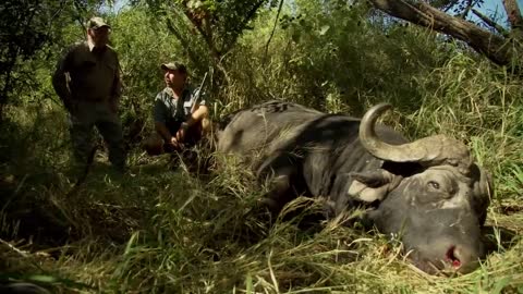 Cape Buffalo Heart Shot | Black Death Murder Cow