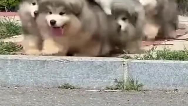 Videos of cute animals funny and impossible to laugh