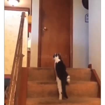this is a real video funnyanimal cat and dig