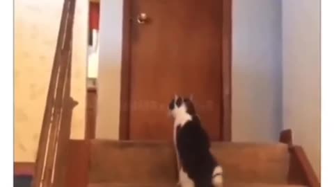 this is a real video funnyanimal cat and dig