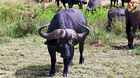 Animals Paradise