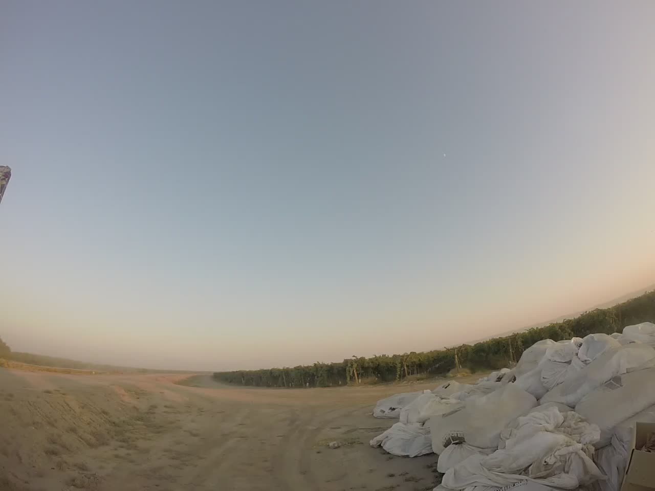 Hunting Dove in California