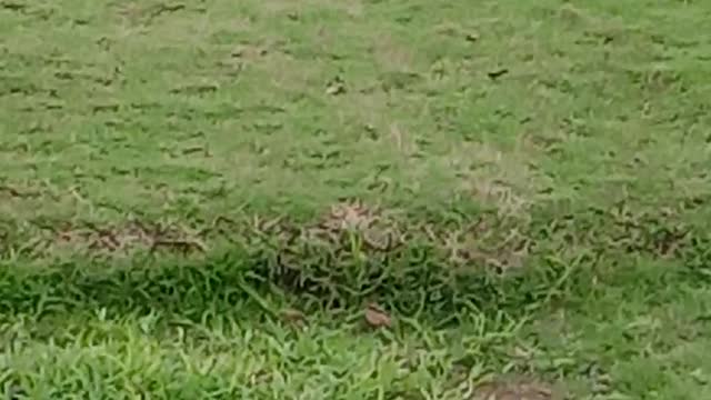 Loyal Pup Stays By Friend at Funeral