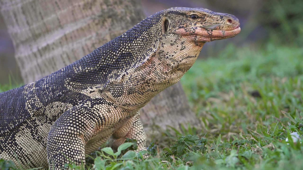 A view of a large Malaysian water Monitor Lizard's back legs and tail - Close up