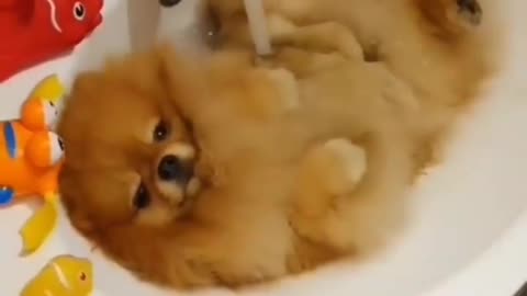 Puppy bath