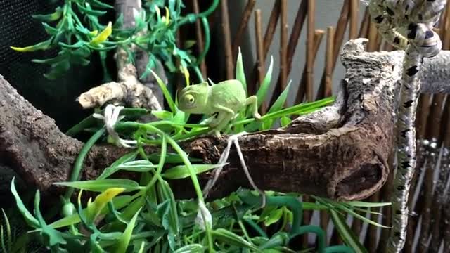 Chameleon Gets His Tongue Stuck Twice (!?) While Feeding