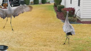 Sandhill Crane Mating Dance