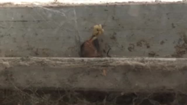 Blowfly Giving Birth