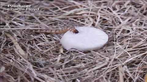 Böcekleri sofranıza yemek olarak koyarmısınız- 2030'a doğru böcekler sofranızda!