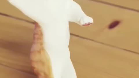 Funny dance video for cat