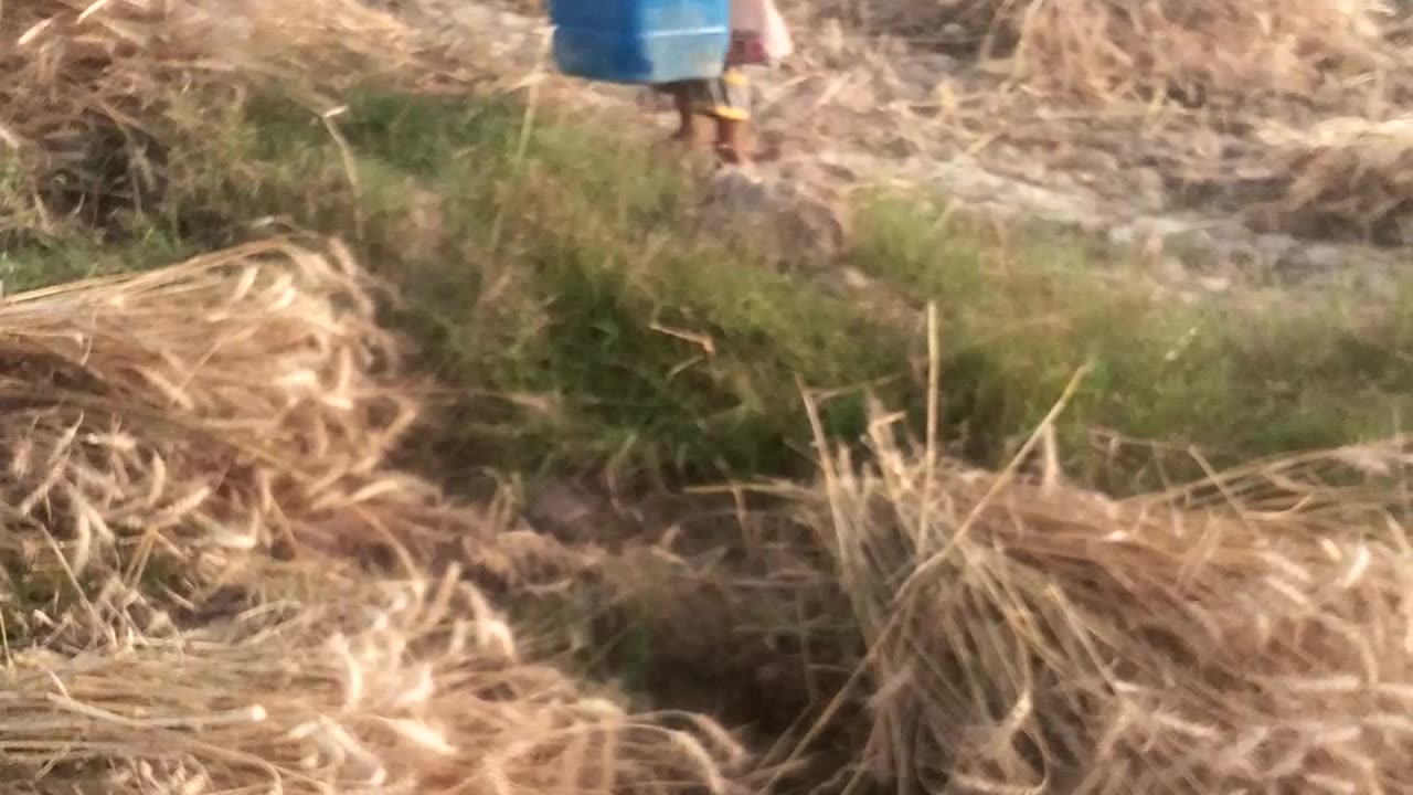 Gandam ki katiy