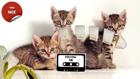 beautiful cats video