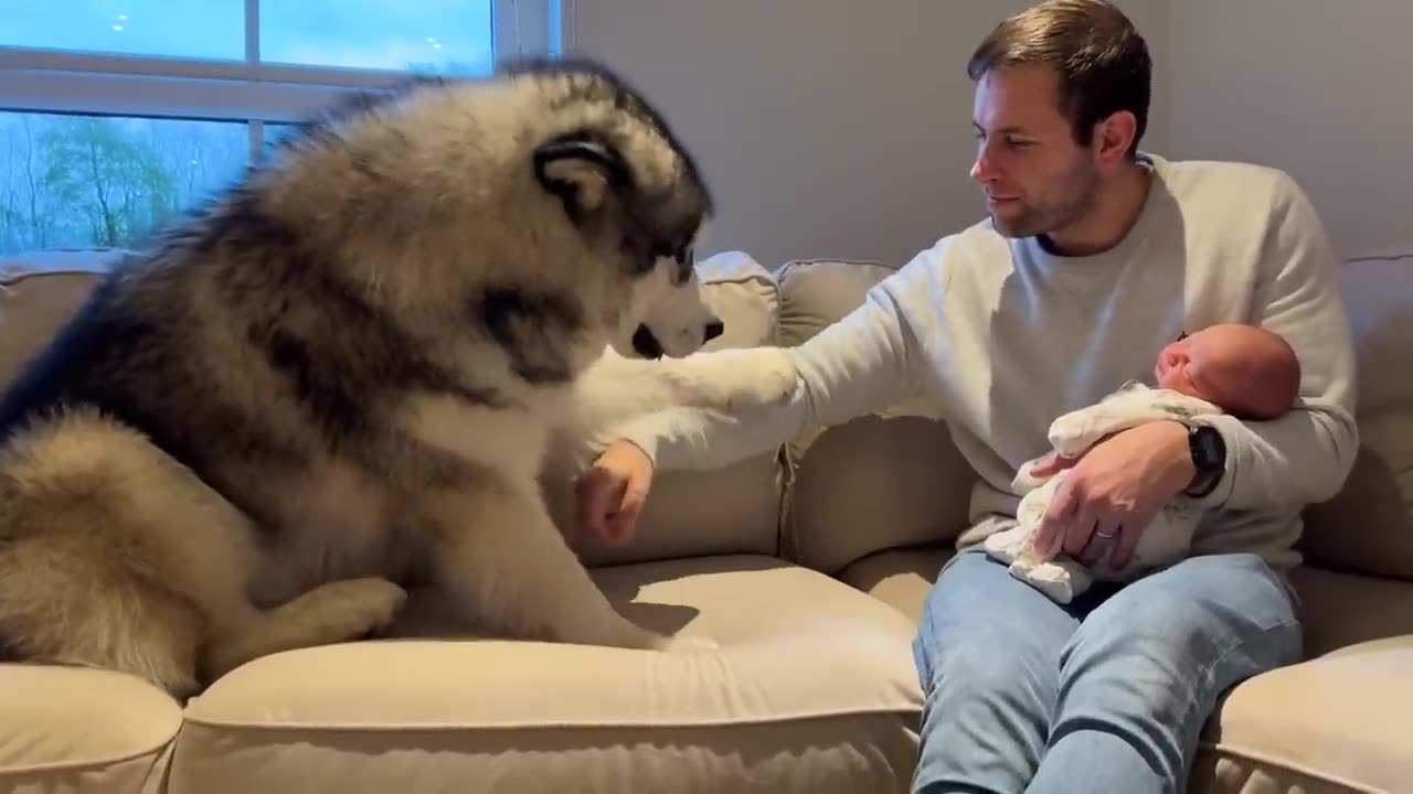 Giant Husky Meets Newborn Baby For The First Time__ (Cutest