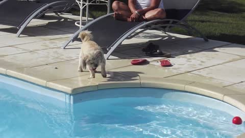 dog falls into the pool