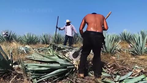 How Tequila Made From Agave Blue Agave Cultivation and Harvest Agave Processing in Factory