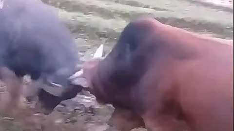 The buffalo and cow Stabbing each other And the result