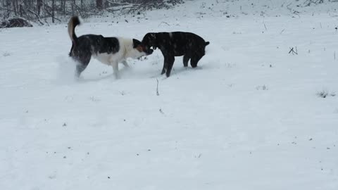 Two Dogs playing