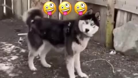 Funny dog video🐕🐶🐾🤣😅😁😂