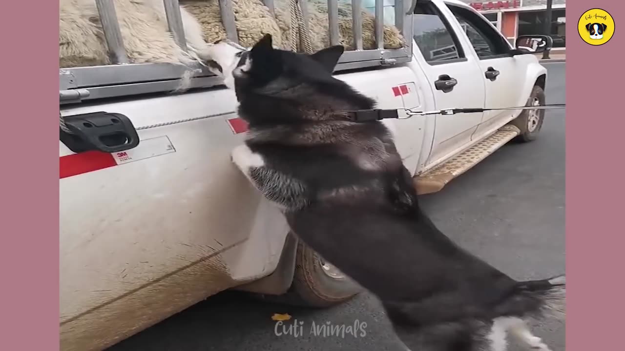 FUNNIEST ANIMAL