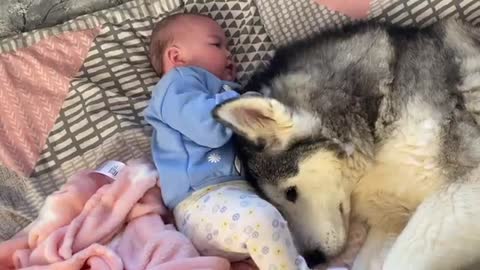 Huskies Stops Baby Crying In The Cutest Way! Then Falls Asleep Cuddling!!