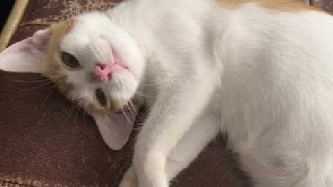 A little cat playing pettish on the bed