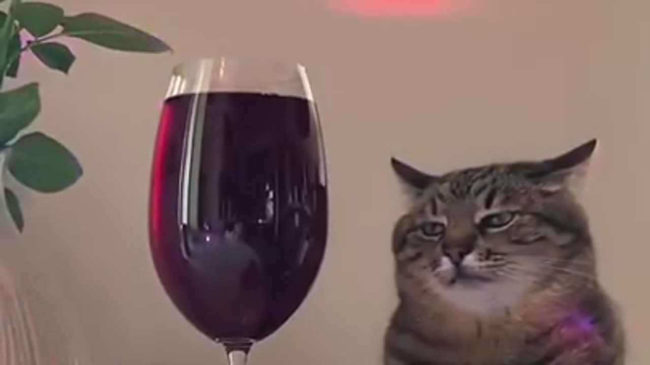 Purrfectly Hilarious: The Funniest Cat Videos of All Time!"