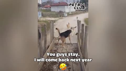 Funny moments with animals 😃😁