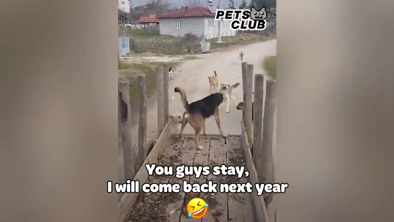 Funny moments with animals 😃😁