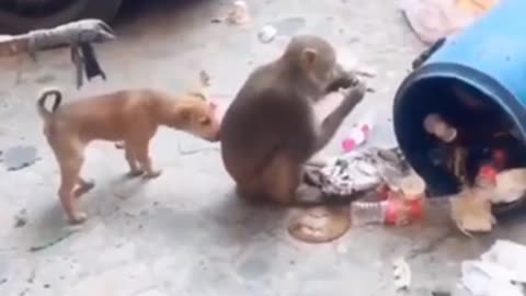 Dog and Monkey funny video||#R2F #COMEDY #short video