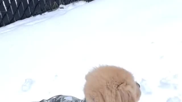 boujee boi