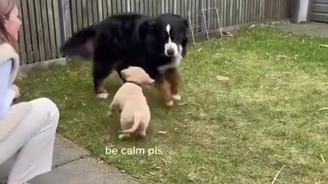 golden retriever puppy meet big dog