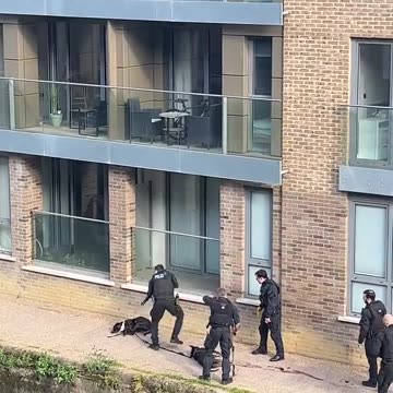 They were on their leads and we have seen or heard nothing of the woman attacked?!