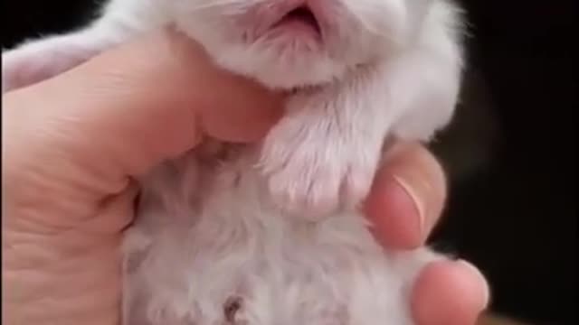 OMG so cute and funny cats