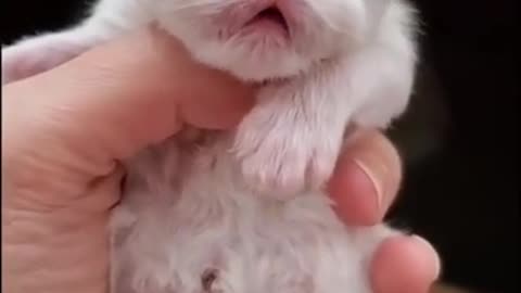 OMG so cute and funny cats